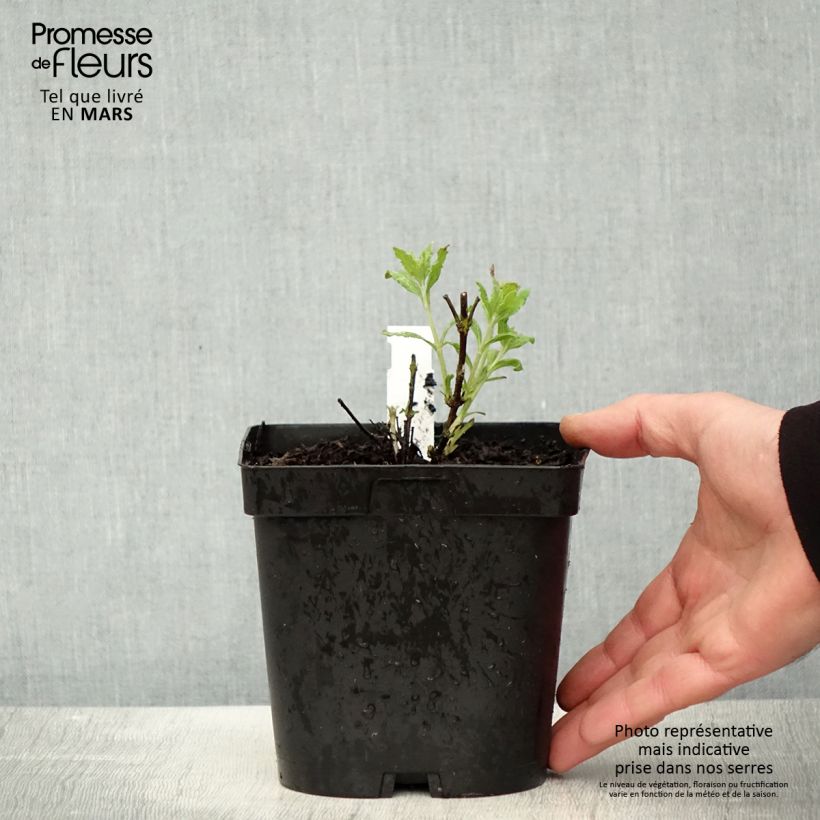 Perovskia atriplicifolia Little Spire - Russian Sage 2L/3L potShipped height around 20/30cm sample as delivered in spring