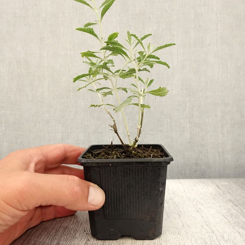 Perovskia  atriplicifolia Silvery Blue - Russian Sage 8/9 cm pot sample as delivered in summer