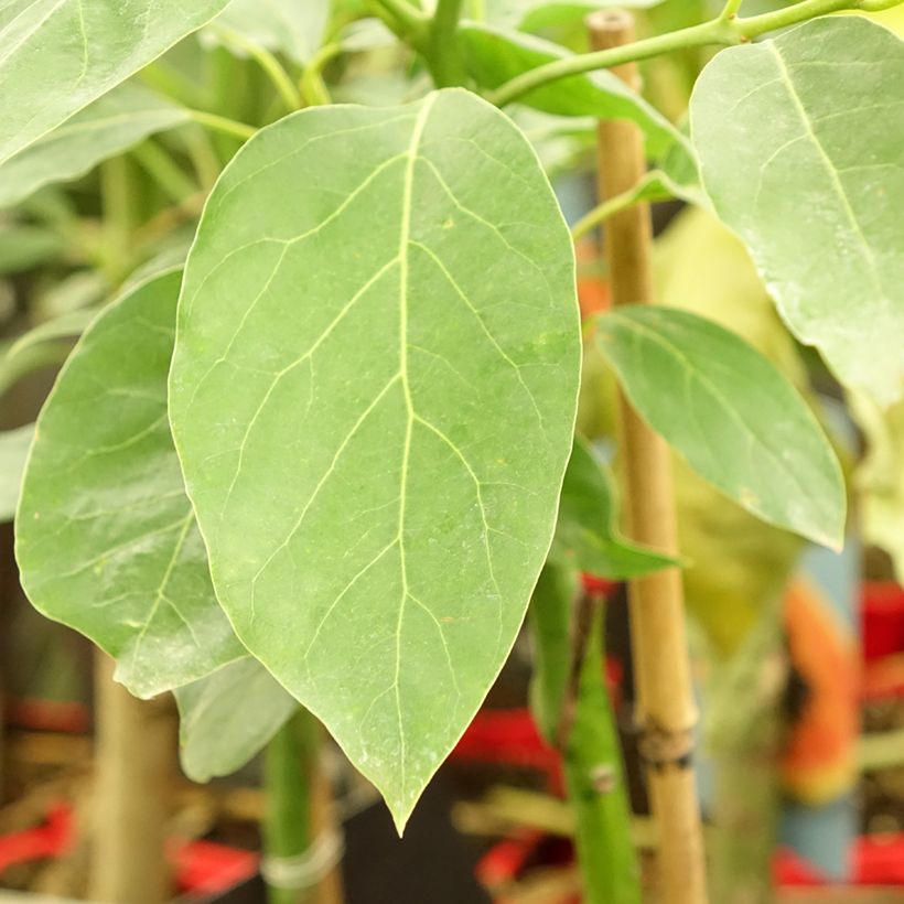 Avocado Tree Hass - Persea americana (Foliage)