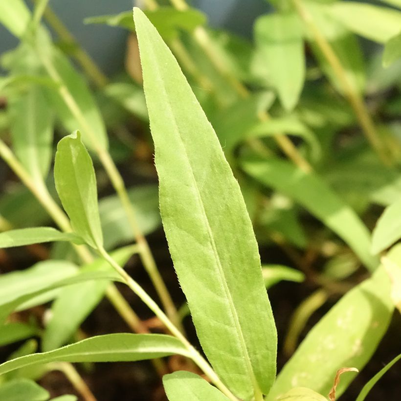 Persicaria amphibia - amphibious bistort (Foliage)