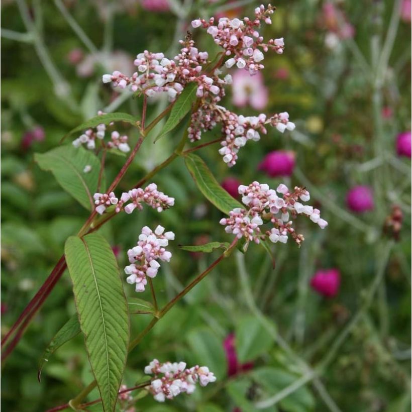 Persicaria campanulata (Flowering)