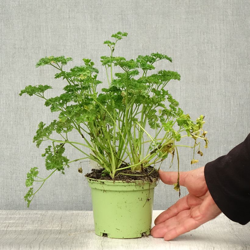 Dark green curly parsley - organic plant 2L/3L pot sample as delivered in autumn