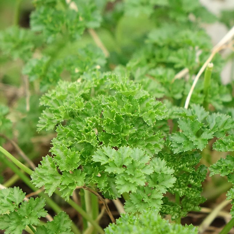 Dark green curly parsley - organic plant (Foliage)