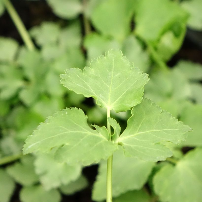 Mitsuba ,Japanese Parsley - Cryptotaenia japonica (Foliage)