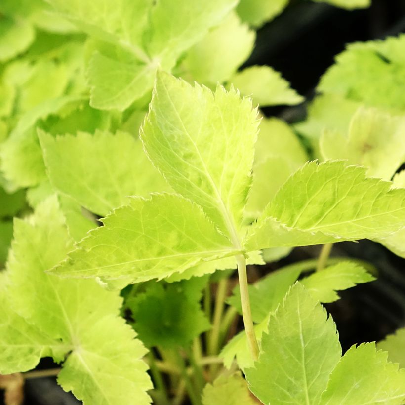 Organic Mitsuba ,Japanese Parsley - Cryptotaenia japonica (Foliage)