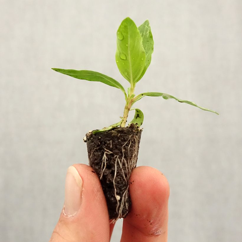 Madagascar Periwinkle Mediterranean XP Mix - Catharanthus roseus sample as delivered in spring