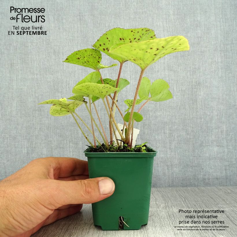 Petasites fragrans - Héliotrope d'hiver Godet de 8/9 cm sample as delivered in summer