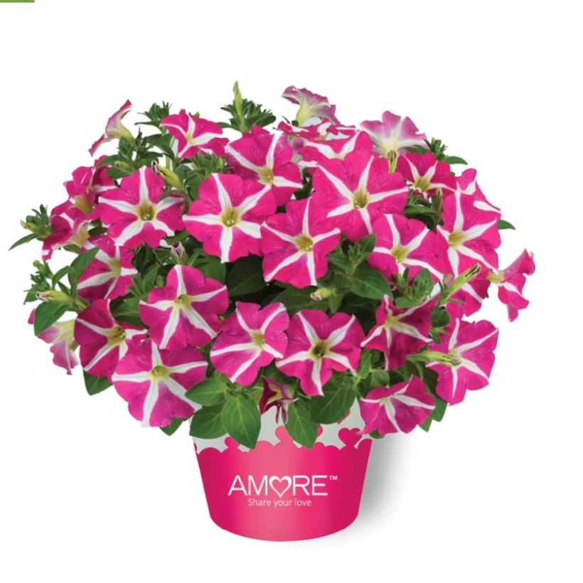 Petunia Amore Pink Hearts (Plant habit)