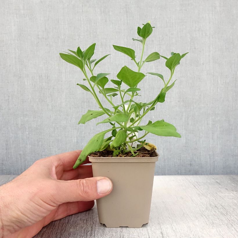 Petunia Supertunia Vista Bubblegum 10cm/11cm pot sample as delivered in spring