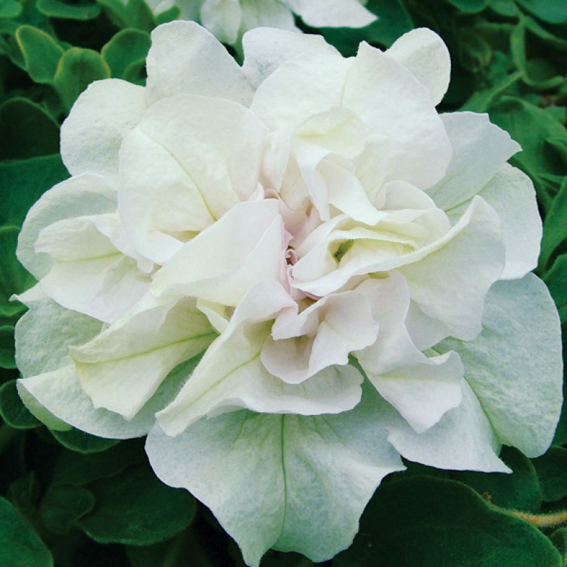 Petunia Tumbelina Diana Double White (Flowering)