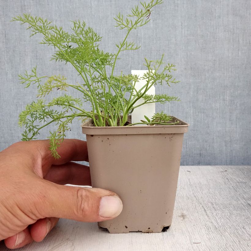 Peucedanum rablense  8/9 cm pot sample as delivered in summer