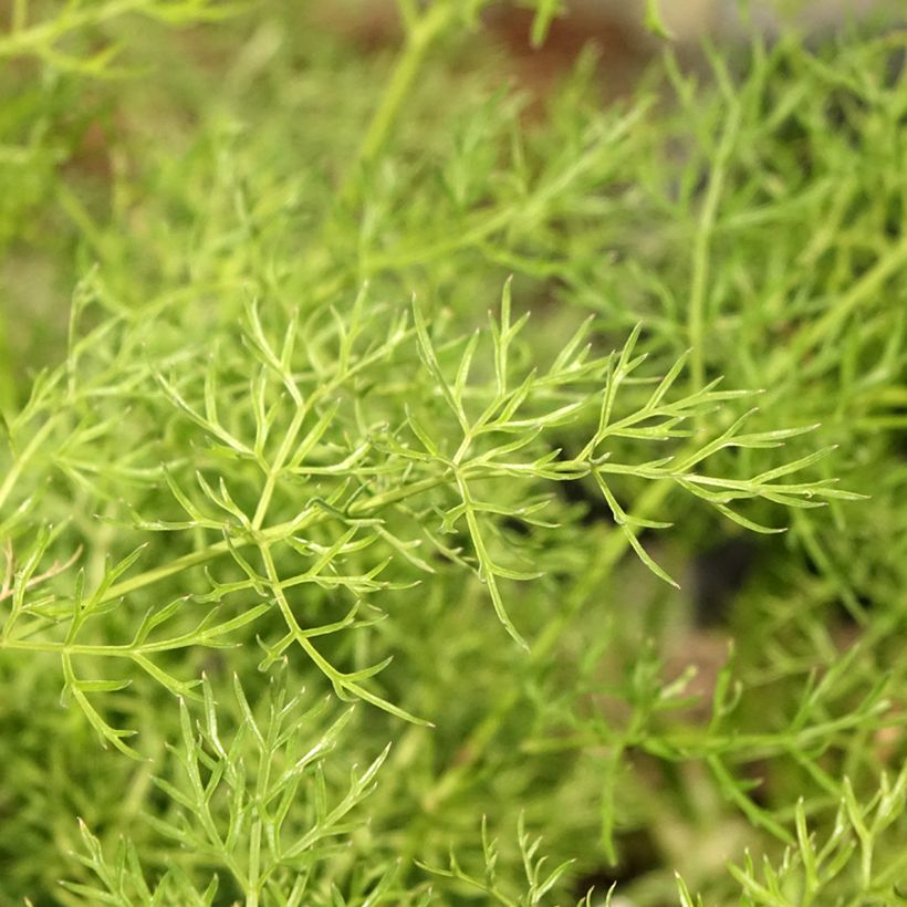 Peucedanum rablense  (Foliage)