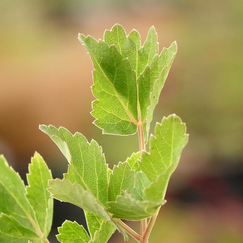 Peucedanum verticillare (Foliage)