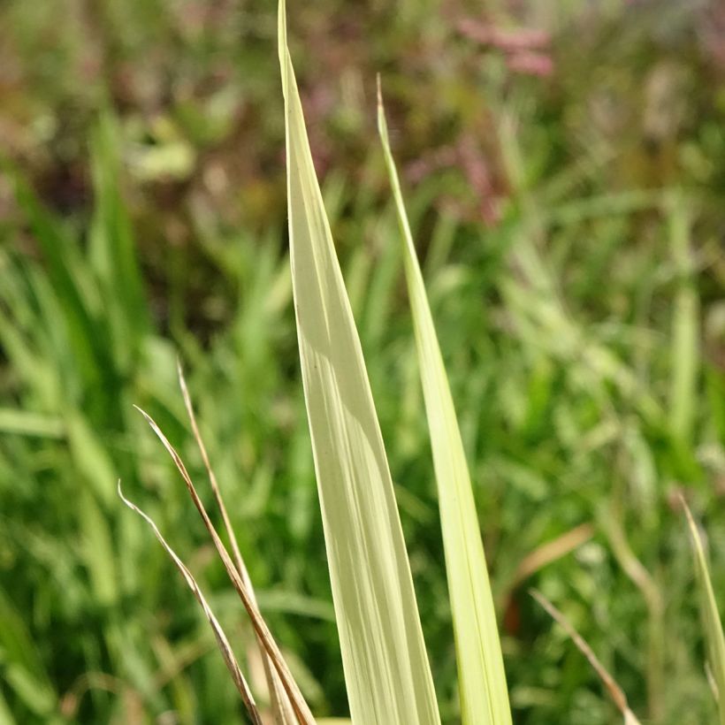 Phaenosperma globosa  (Foliage)