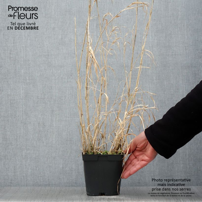 Phalaris arundinacea Picta - Alpiste faux-roseau en pot de 2/3 litres sample as delivered in autumn