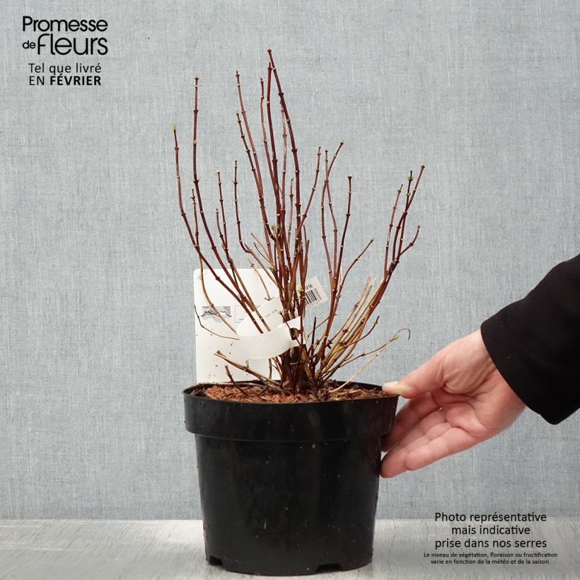 Philadelphus coronarius - Mock Orange 2L/3L pot sample as delivered in winter