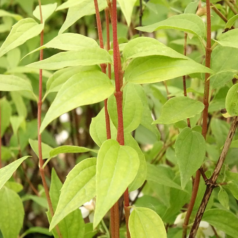 Philadelphus Dame Blanche - Mock Orange (Foliage)