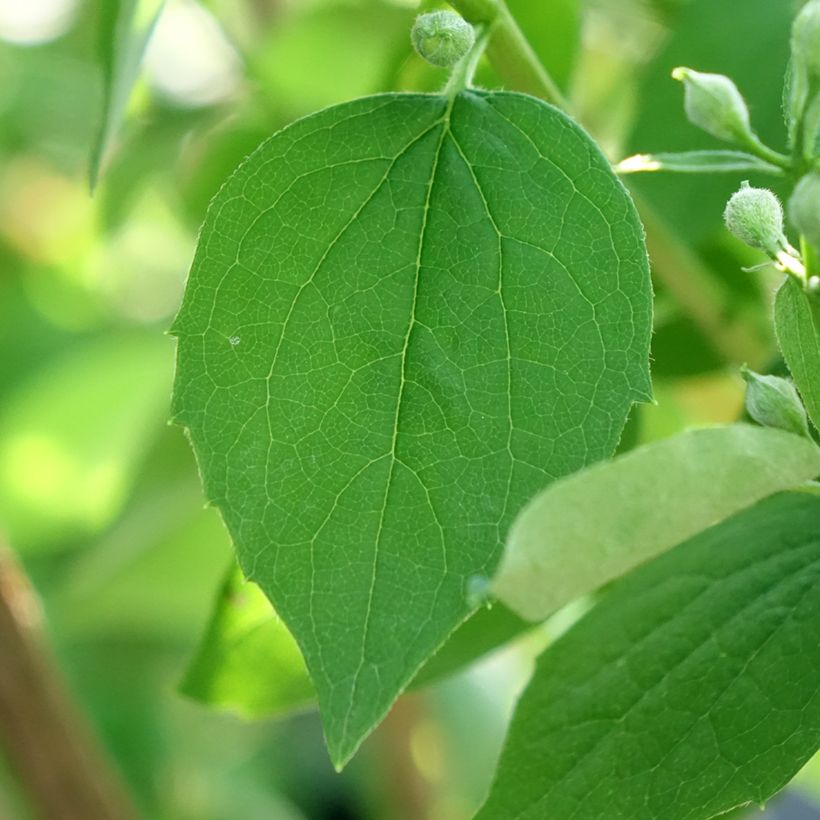 Philadelphus Virginal - Mock Orange (Foliage)