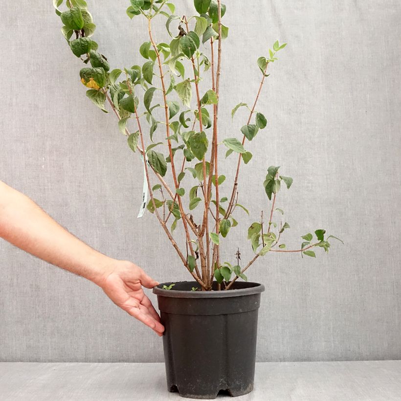 Philadelphus Virginal - Mock Orange 7.5L/10L pot sample as delivered in summer
