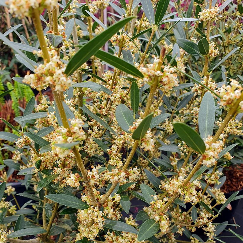 Phillyrea angustifolia GreenQuick (Flowering)