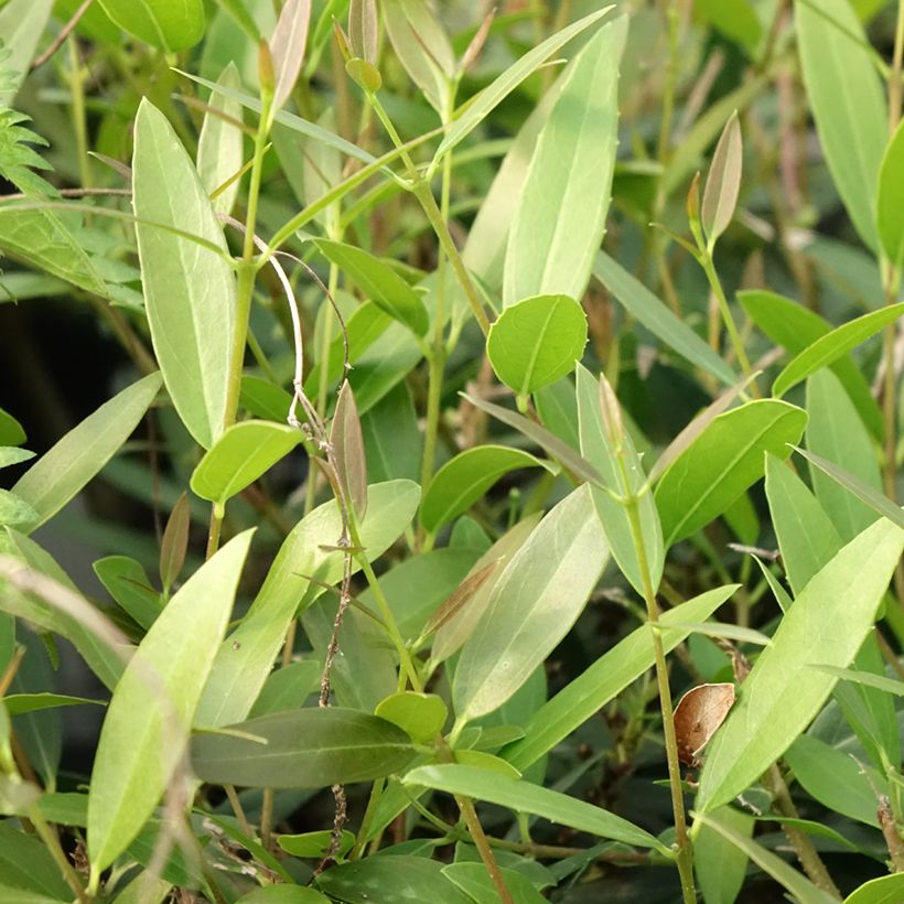 Phillyrea Rosmarinifolia - Mock Privet (Foliage)