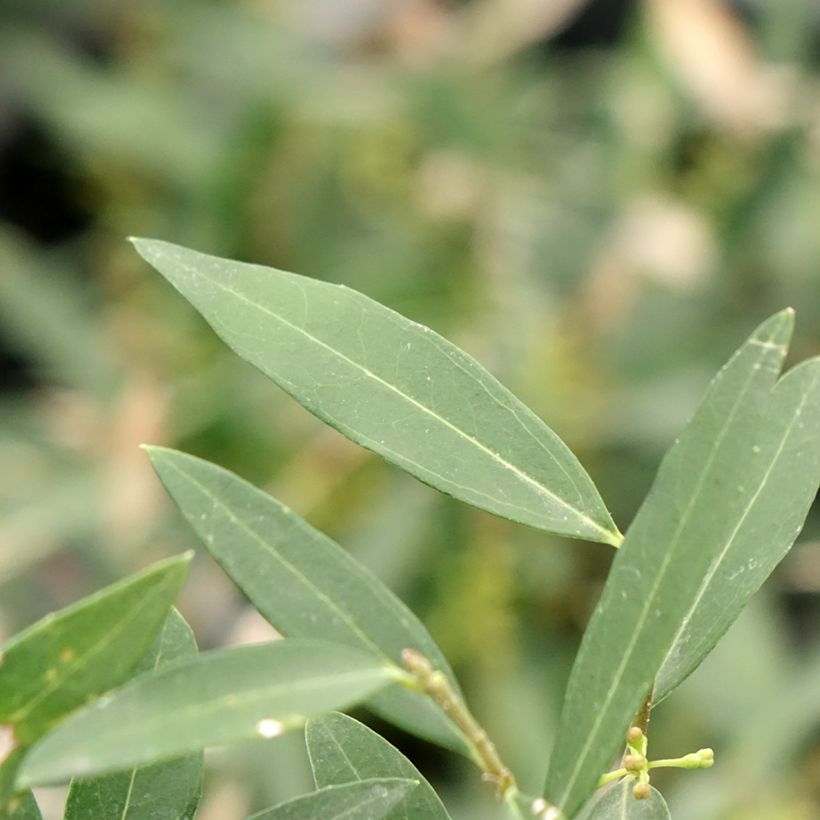 Phillyrea Rosmarinifolia - Mock Privet (Foliage)