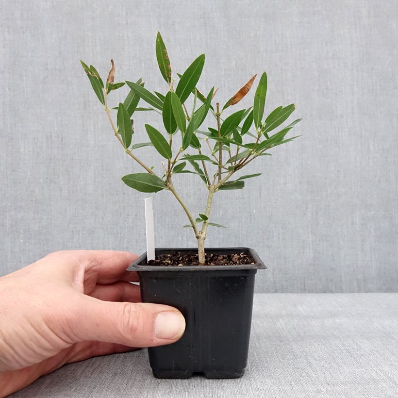 Phillyrea Rosmarinifolia - Mock Privet 8/9 cm pot sample as delivered in winter