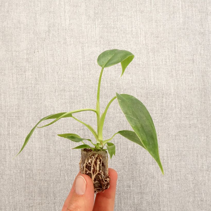 Philodendron  69686 - Philodendron hybride 69686 Plug plant 3/4cm sample as delivered in spring