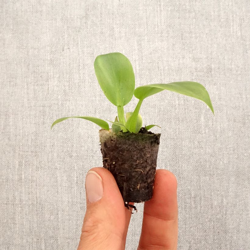 Philodendron applanatum - Mini-motte Ø 3/4 cm sample as delivered in spring