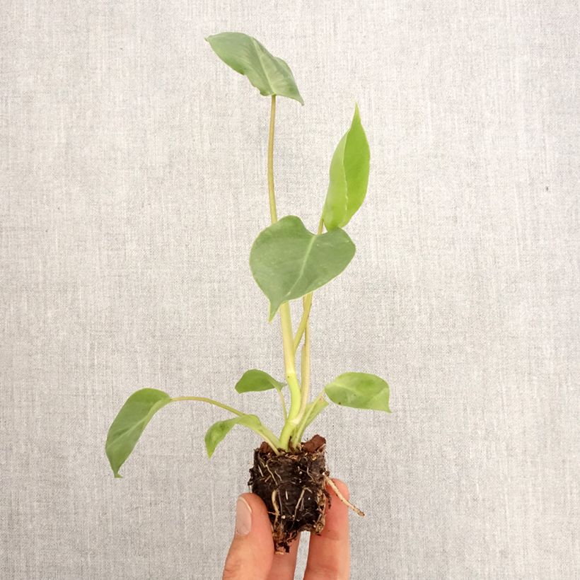 Philodendron burle-marxii  - Philodendron de Burle-Marx Plug plant 3/4cm sample as delivered in spring