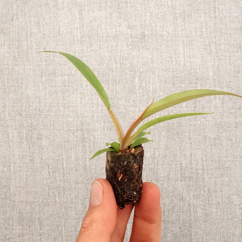 Philodendron x stenolobum Caramel Pluto - Philodendron hybride Caramel Pluto Plug plant 3/4cm sample as delivered in spring
