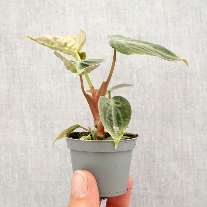 Philodendron rubrijuvenile El Choco Red Root ball 5cm x 7cm sample as delivered in spring