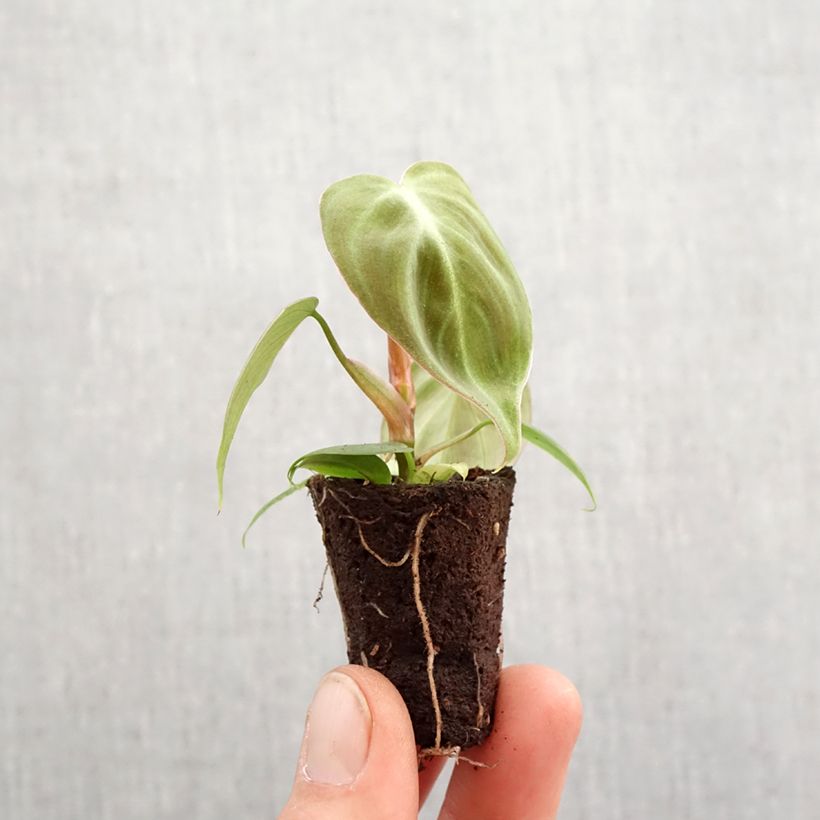 Philodendron rubrijuvenile El Choco Red Root ball 5cm x 7cm sample as delivered in spring