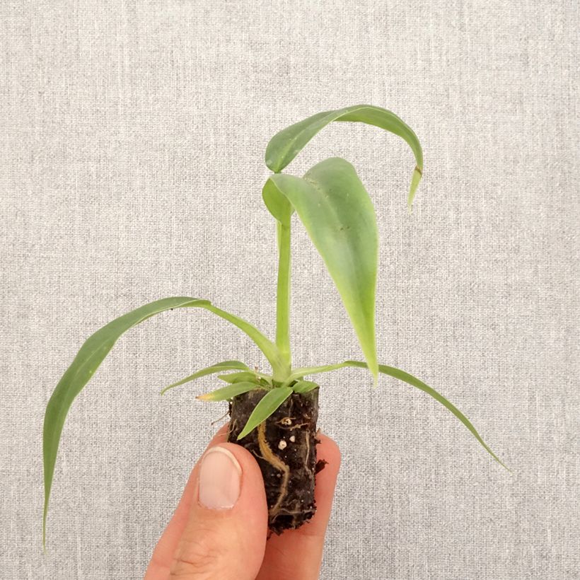 Philodendron elegans  - Philodendron élégant Plug plant 3/4cm sample as delivered in spring