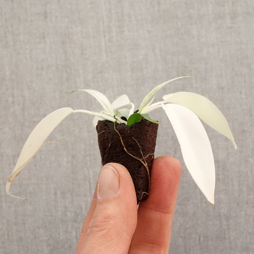 Philodendron squamiferum x pedatum 'Florida Ghost' - Philodendron hybride Plug plant 3/4cm sample as delivered in spring