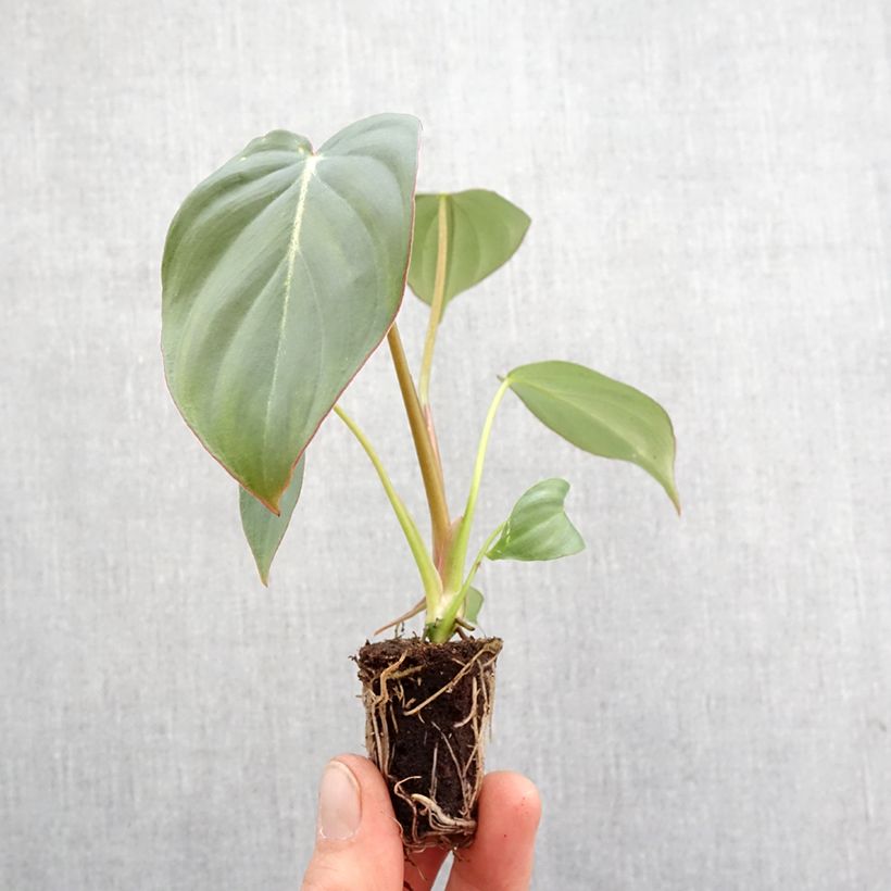 Philodendron gloriosum - Glorious Philodendron  Mini-plante sample as delivered in spring