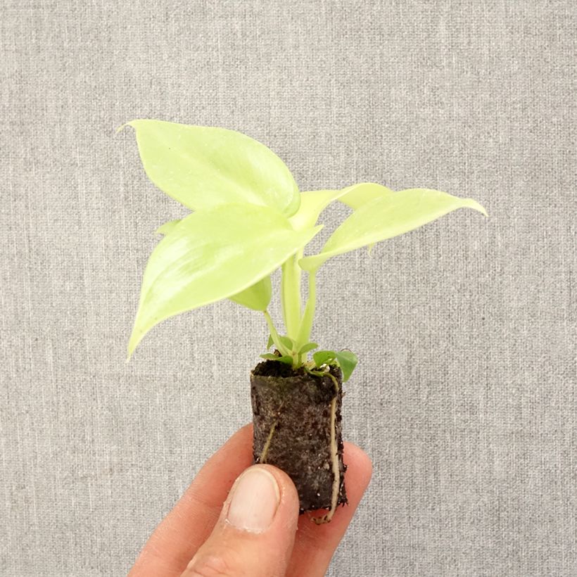 Philodendron bipennifolium Aureum Golden Violin Mini-plante sample as delivered in spring