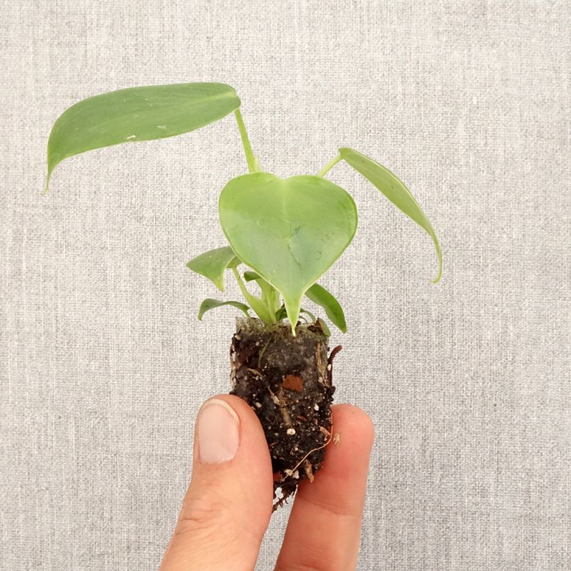 Philodendron grazielae - Mini-motte Ø 3/4 cm sample as delivered in spring
