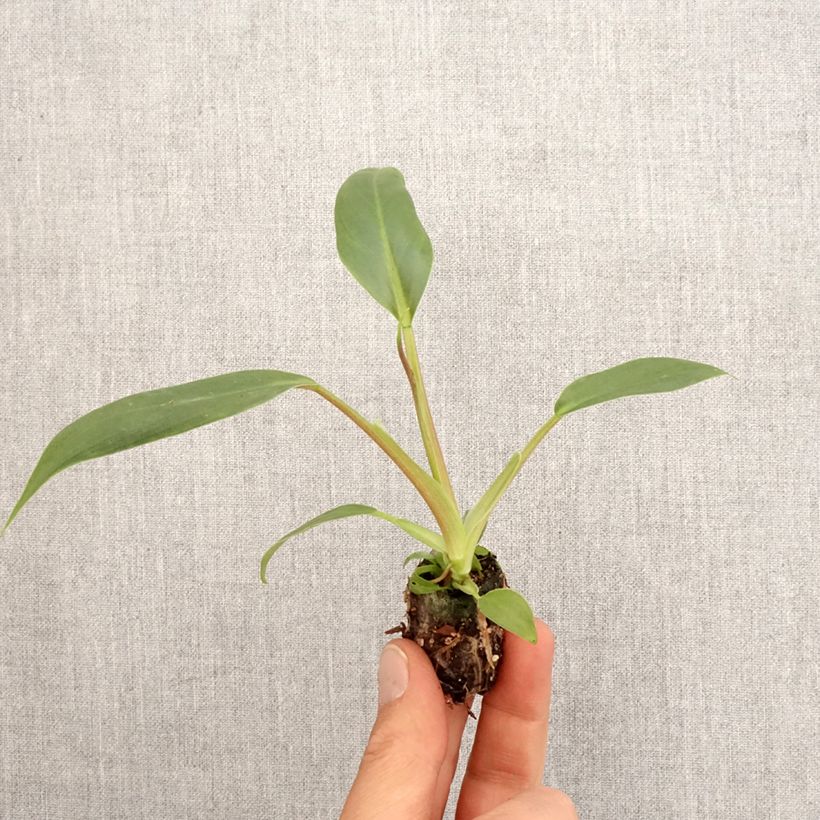 Philodendron holtonianum Trilobe Mini-motte Ø 3/4 cm sample as delivered in spring