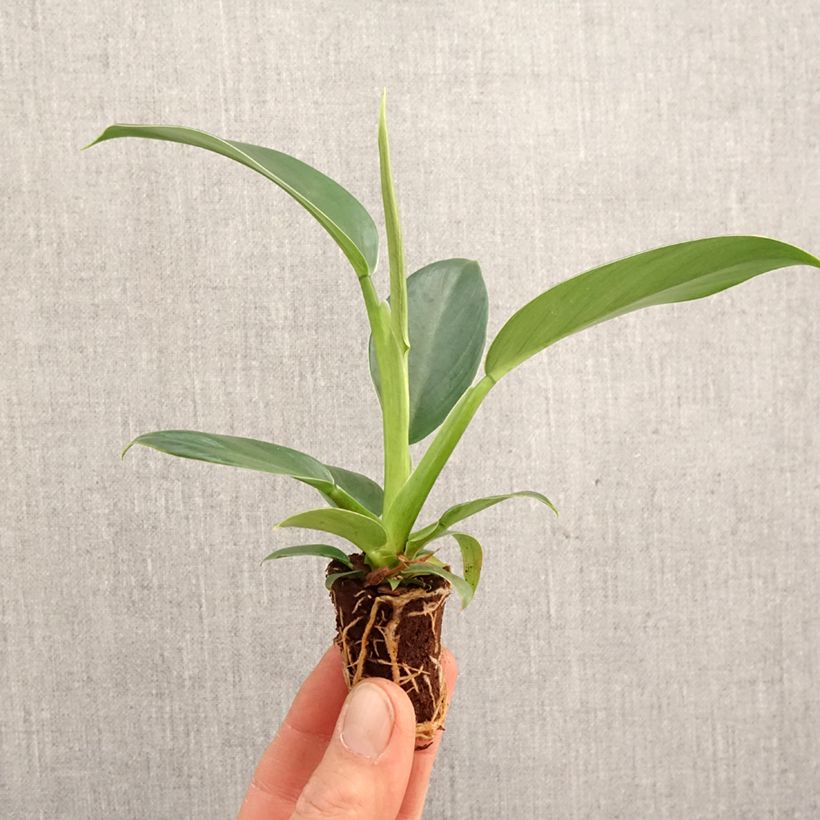 Philodendron x erubescens Imperial Green - Philodendron hybride Imperial Green Plug plant 3/4cm sample as delivered in spring