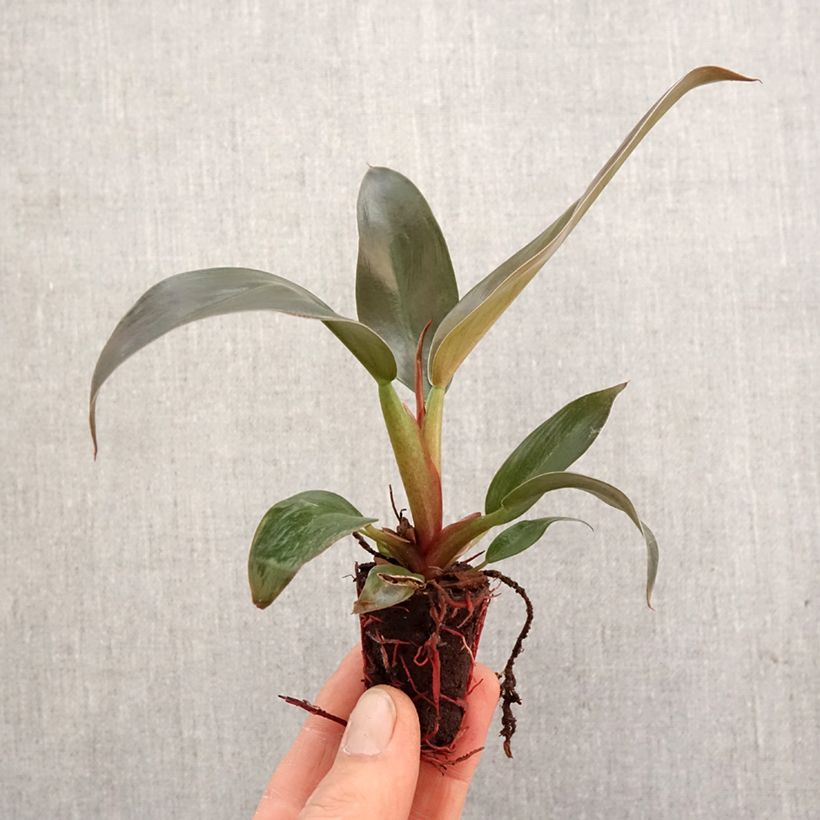 Philodendron erubescens Imperial Red Plug plant 3/4cm sample as delivered in spring