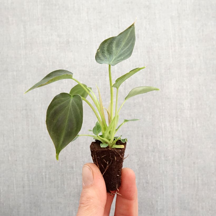 Philodendron verrucosum Incensi 'Ppipve007' Plug plant 3/4cm sample as delivered in spring