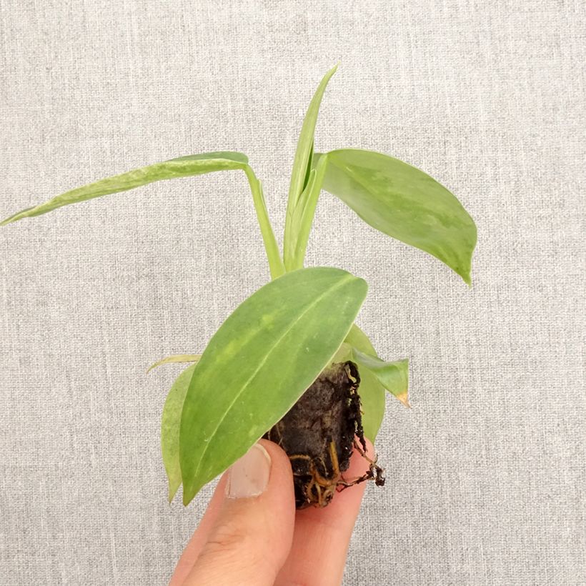Philodendron  Jose Buono Plug plant 3/4cm sample as delivered in spring