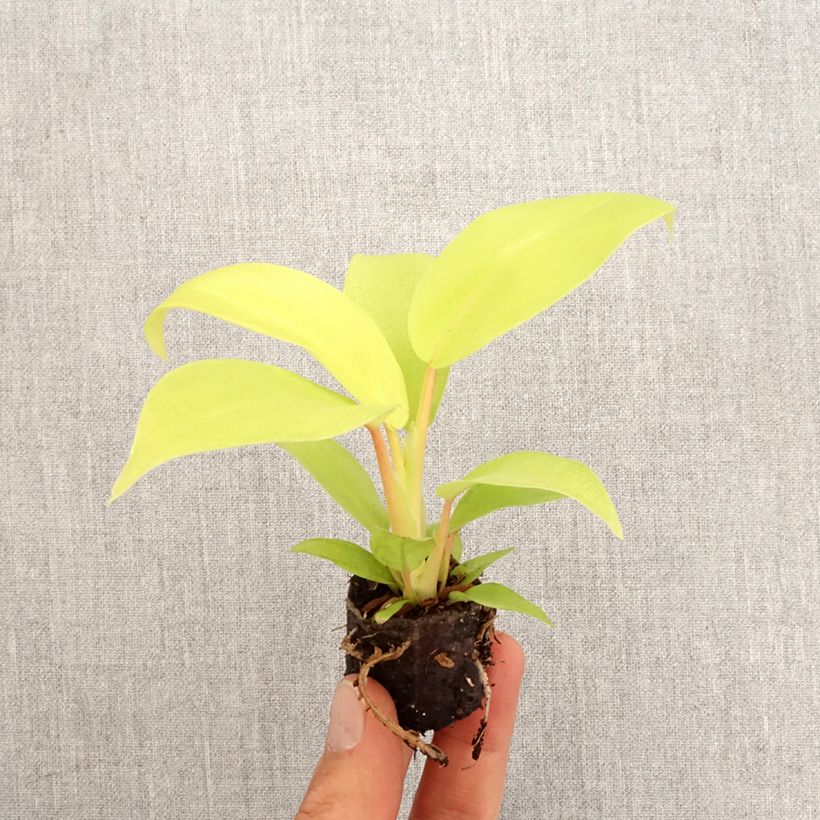 Philodendron erubescens Malay Gold - Philodendron hybride Malay Gold Plug plant 3/4cm sample as delivered in spring