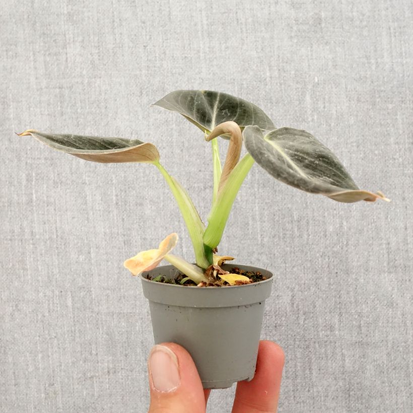 Philodendron melanochrysum - Black-gold philodendron Mini-plante sample as delivered in spring