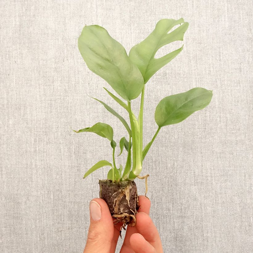 Philodendron  Minima - Philodendron Mini Monstera, Philodendron Ginny Plug plant 3/4cm sample as delivered in spring