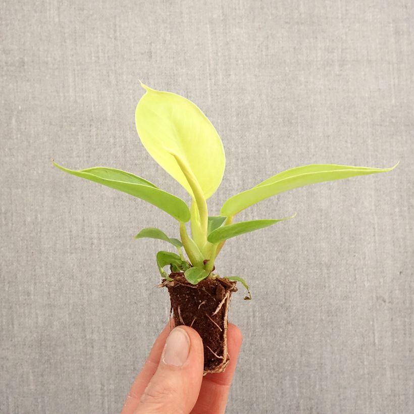 Philodendron  Moonlight - Philodendron hybride Moonlight Plug plant 3/4cm sample as delivered in spring