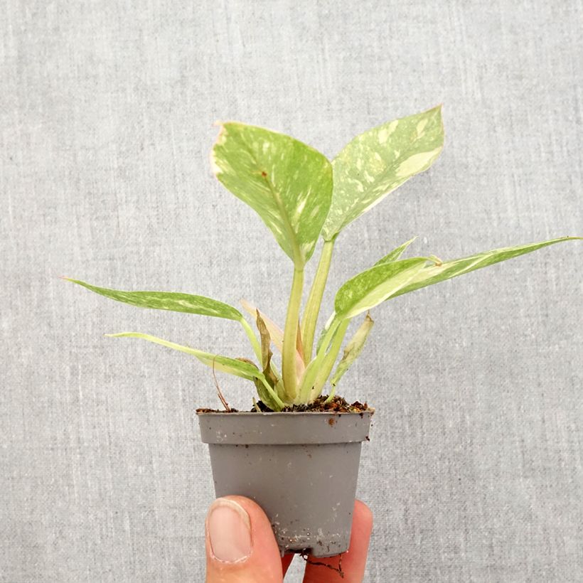 Philodendron Narrow Ring of Fire - Philodendron hybride Narrow Ring of Fire Mini-plante sample as delivered in spring
