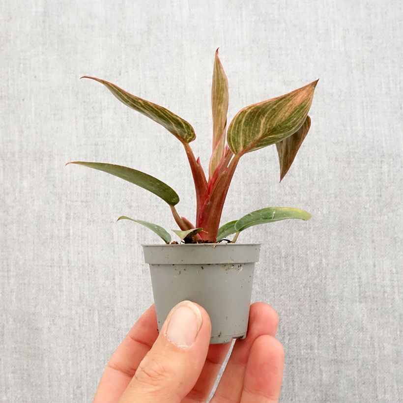 Philodendron x erubescens Pink Bikini Mini-plante sample as delivered in spring