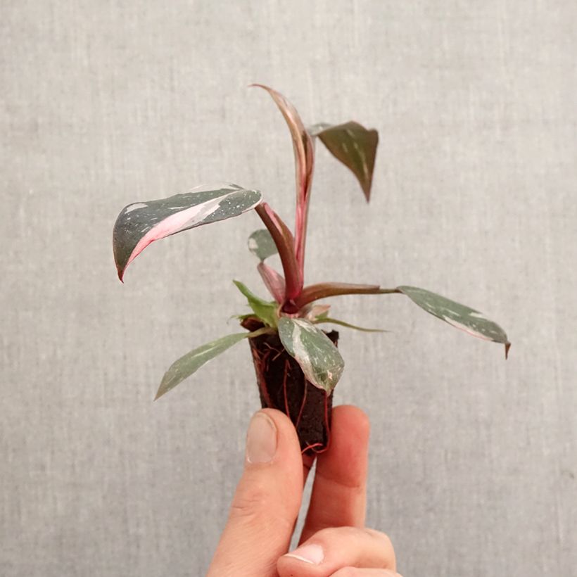 Philodendron x erubescens Pink Princess - Hybrid Philodendron Pink Princess Plug plant 3/4cm sample as delivered in spring
